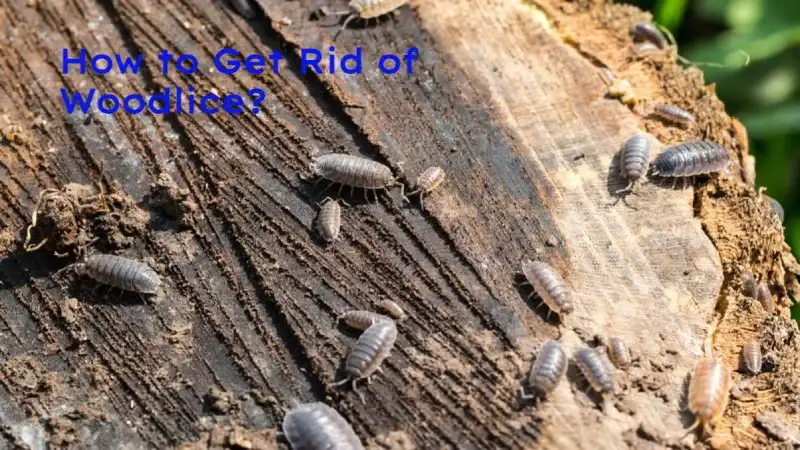 How to Get Rid of Woodlice: Effective Solutions and Tips