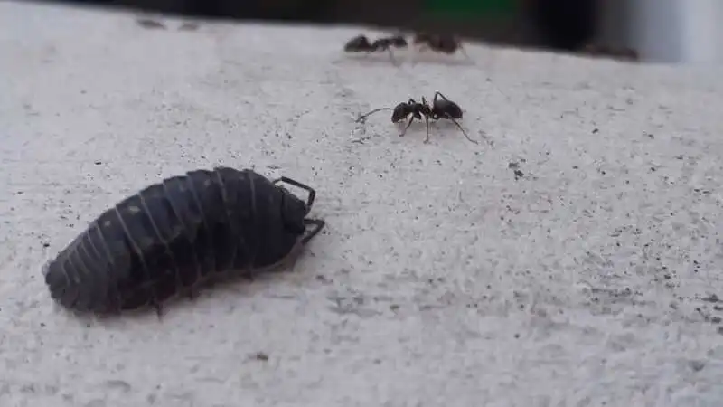 How to Get Rid of Woodlice in the Home Naturally