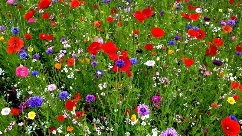 Understanding the Disadvantages of Wildflower Meadows