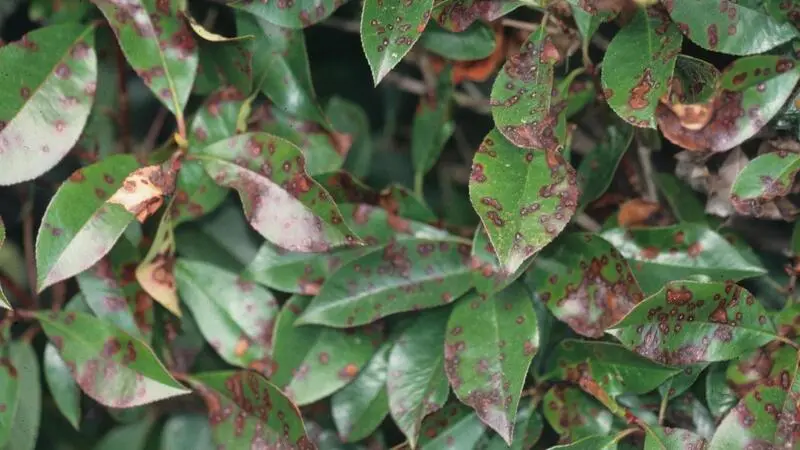 Photinia Red Robin Problems: Solutions for Thriving Plants