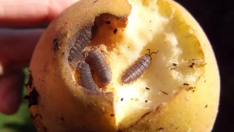 What Do Woodlice Eat? Understanding Their Diet and Feeding Habits