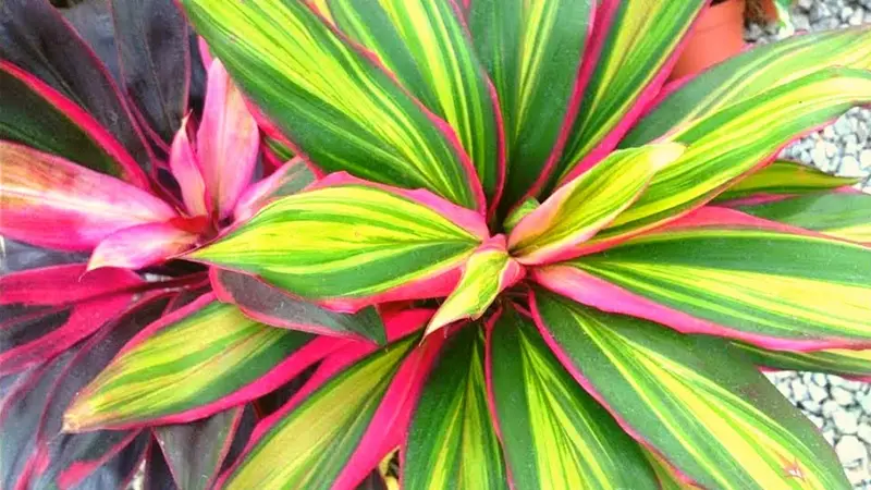 How to Revive a Dying Cordyline